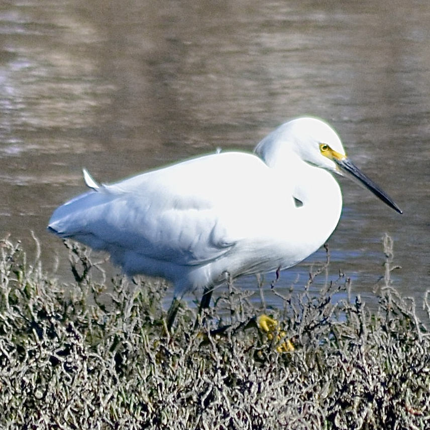 Snowy Egret